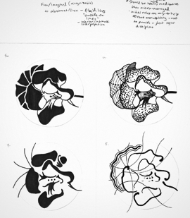 process image of multiple flower sketches with handwritten notes in grayscale